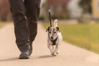 Man walking a dog