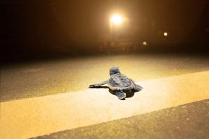 turtle graphic