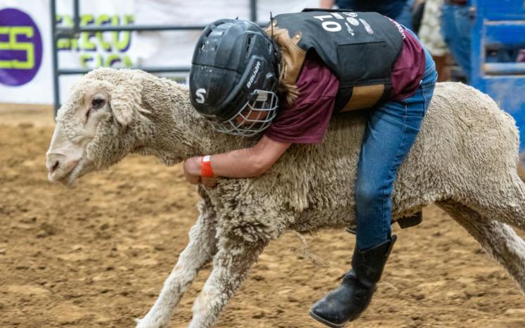 Mutton Busting